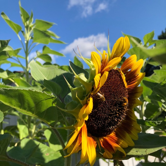 Meet your Posher, Subtalus - Picture 1 of 1